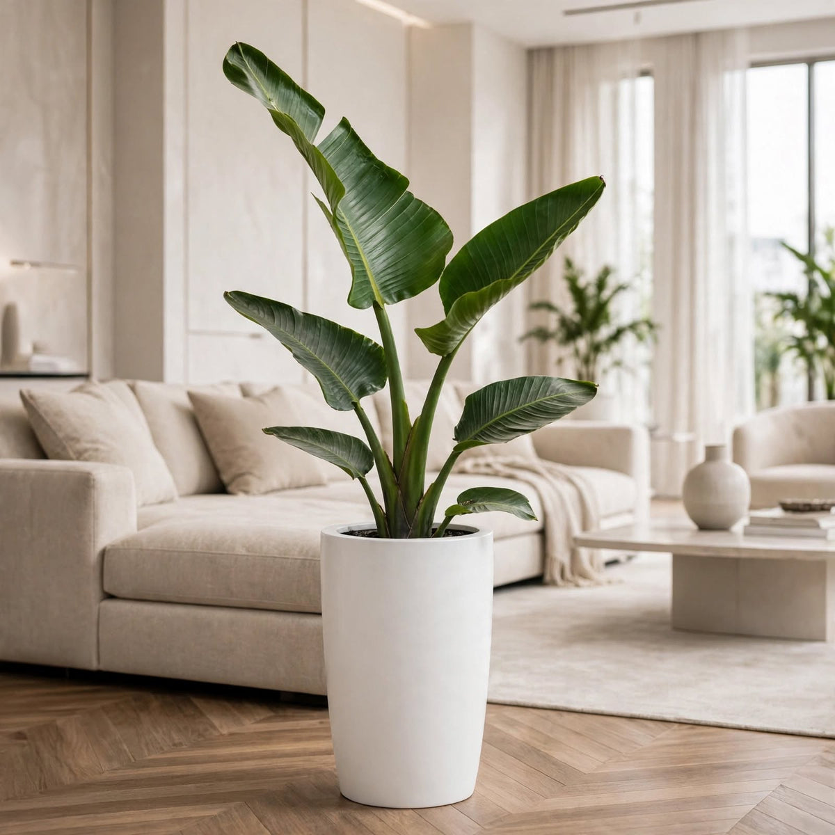 Plantas de interior