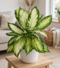 Aglaonema