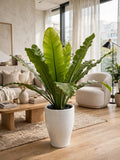 Helecho Aleman