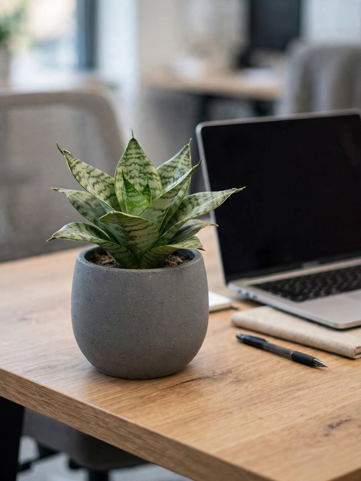Sansevieria Honey
