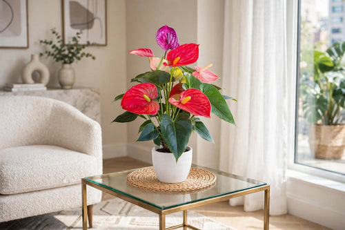 Anthurium