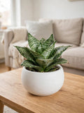 Sansevieria Honey