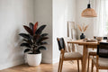 Ficus Negro