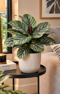 Calathea ornata