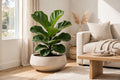 Ficus Lyrata