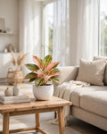 Aglaonema