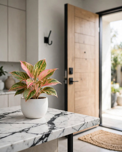 Aglaonema
