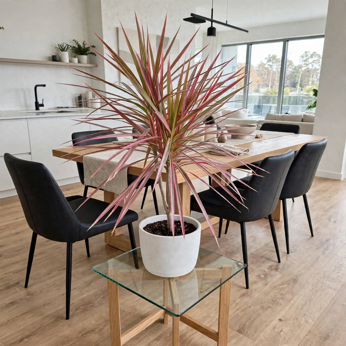 Dracaena marginata