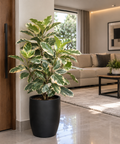 Ficus Elastica
