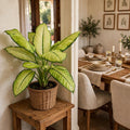 Dieffenbachia