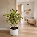 Dracaena reflexa variegada