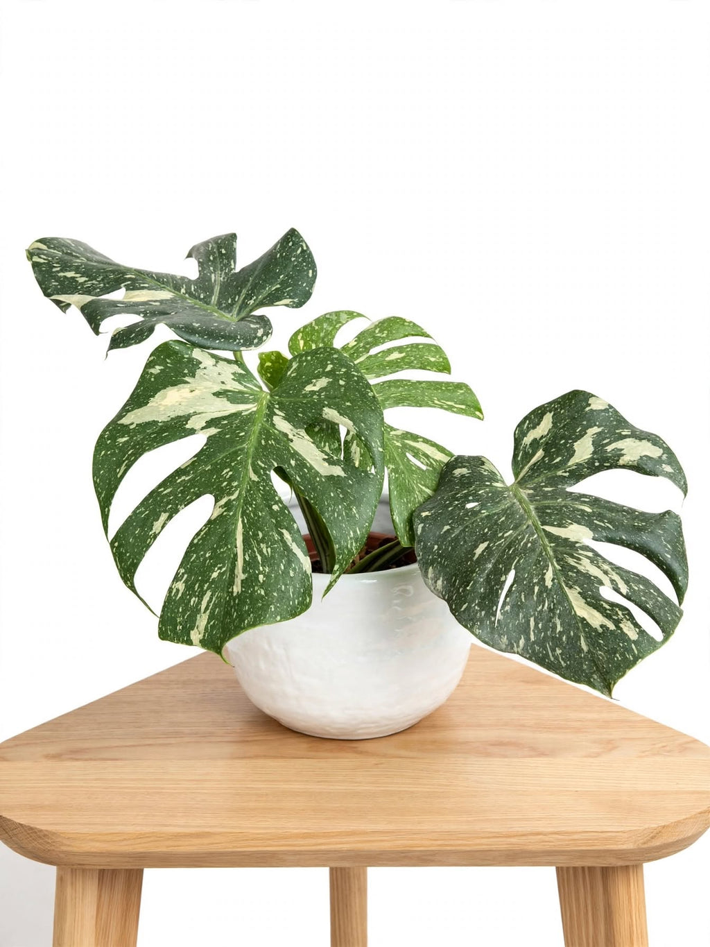Monstera Variegada
