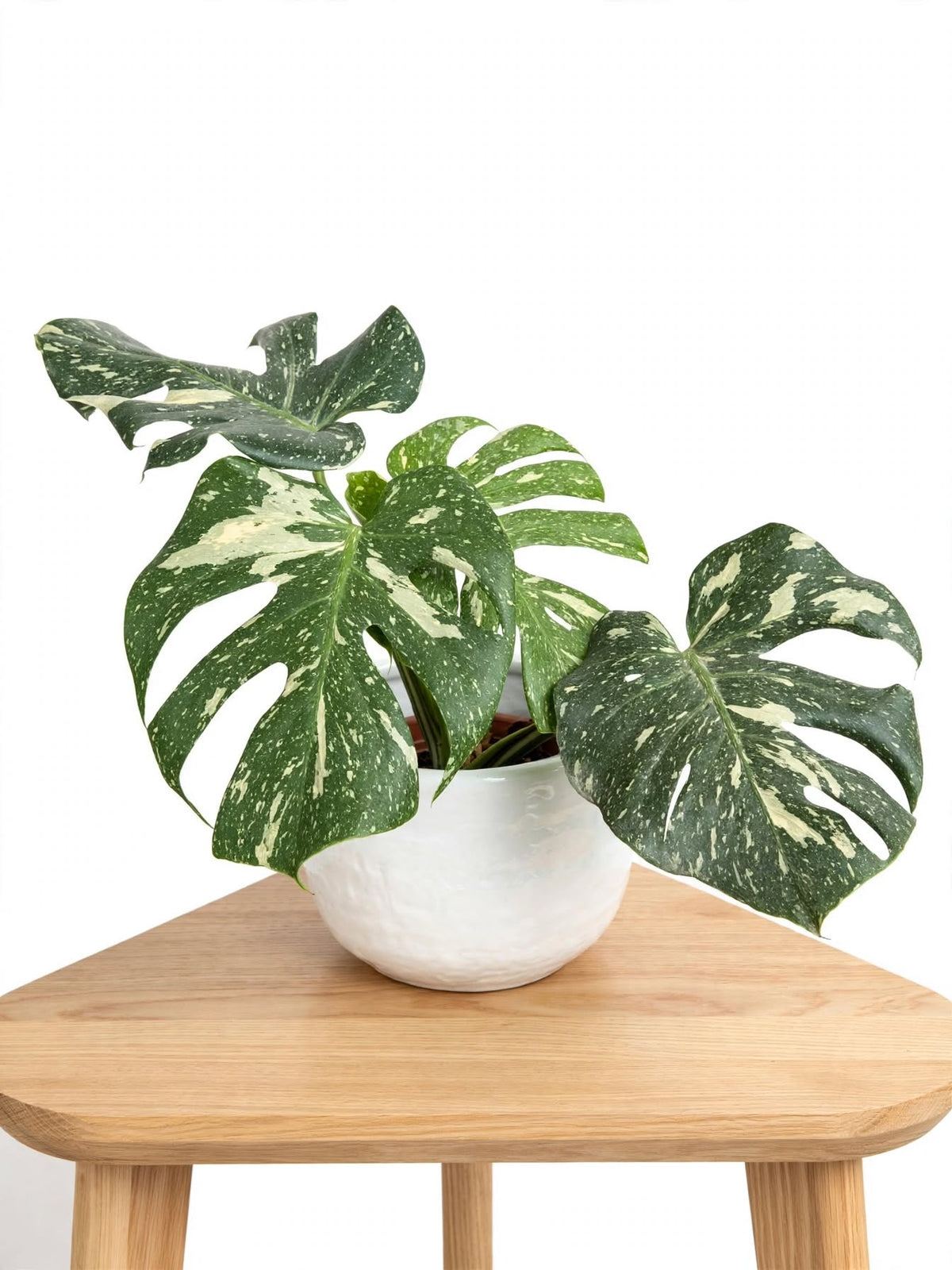 Monstera Variegada