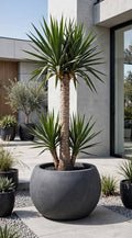 Yuca – Yucca elephantipes