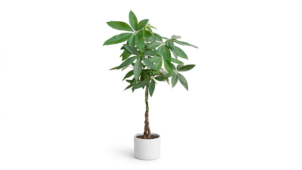 Pachira- Árbol del dinero