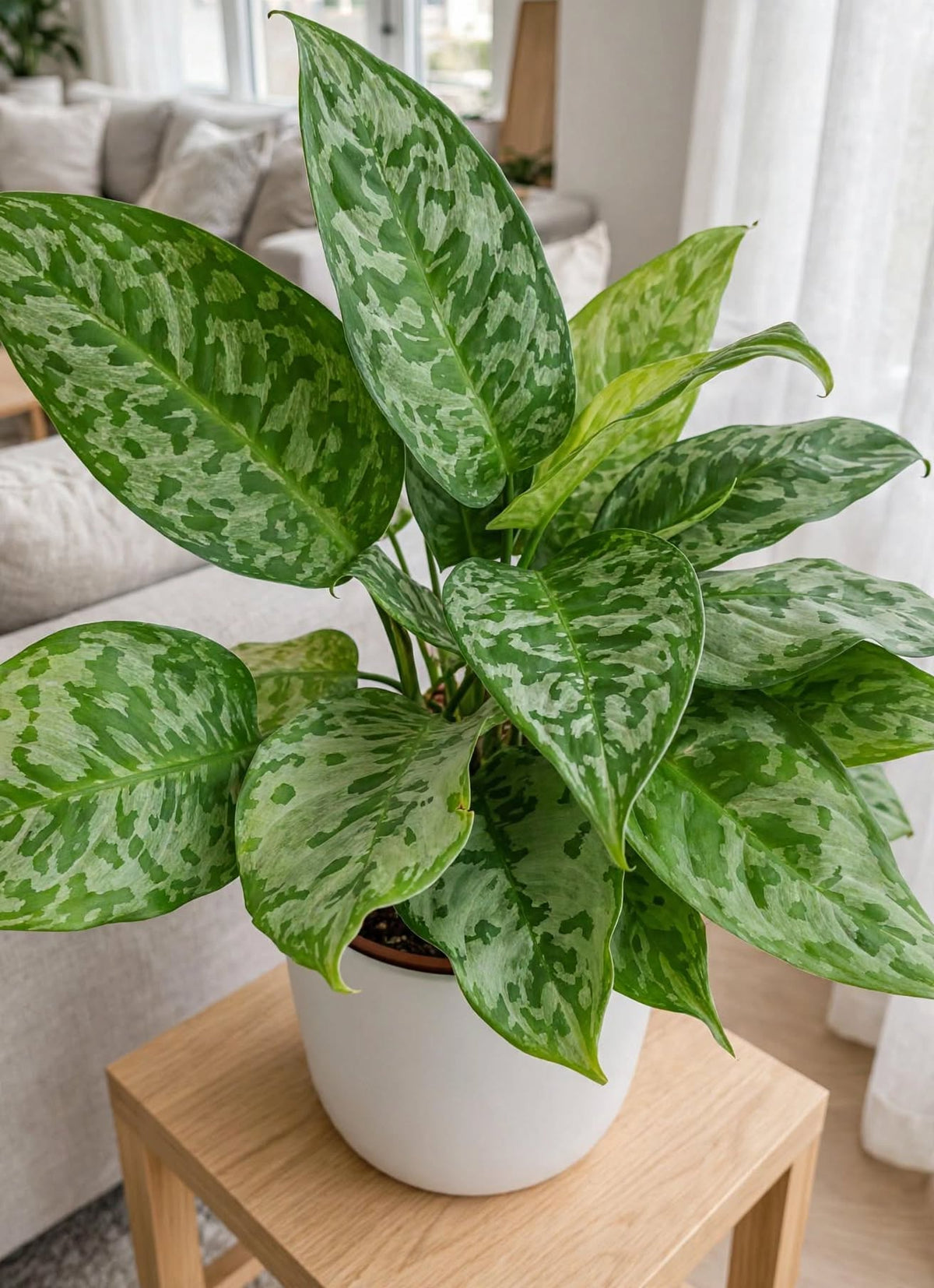 Aglaonema