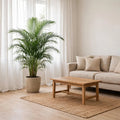 Palmera Kentia