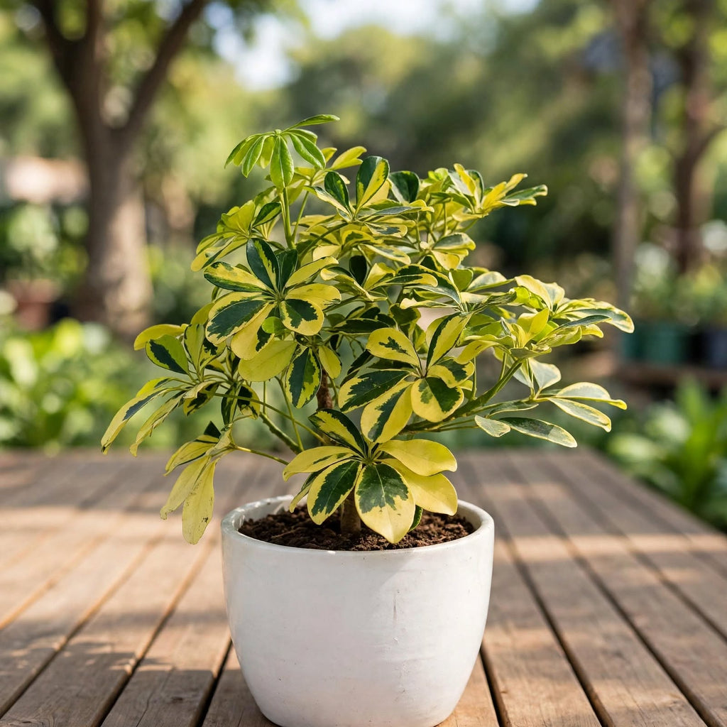 Schefflera