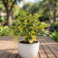 Schefflera