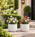 Rosa Miniatura – Rosas en Macetero