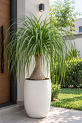 Palmera Pony