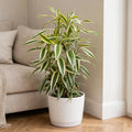 Dracaena