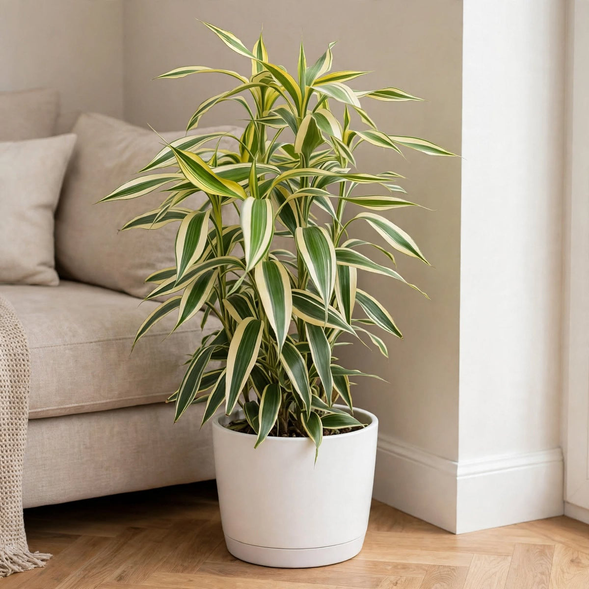 Dracaena