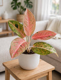 Aglaonema