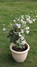 Bugambilia Variegada