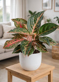 Aglaonema