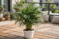 Palmera Areca