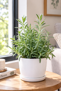 Lavanda