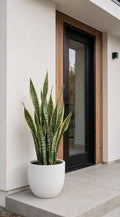 Sansevieria – Lengua de Suegra