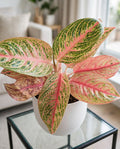 Aglaonema