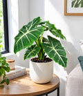 Alocasia