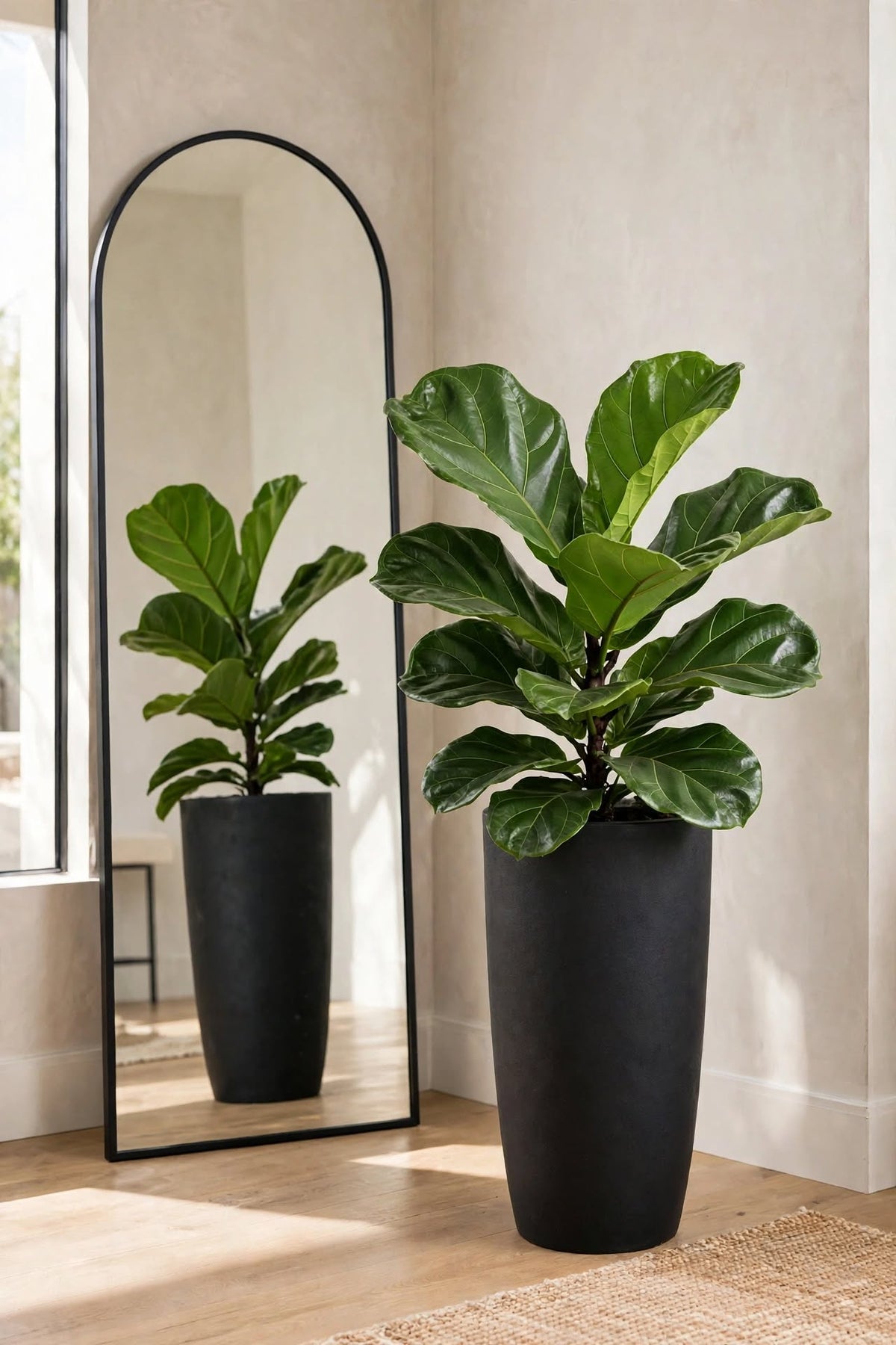 Ficus Lyrata